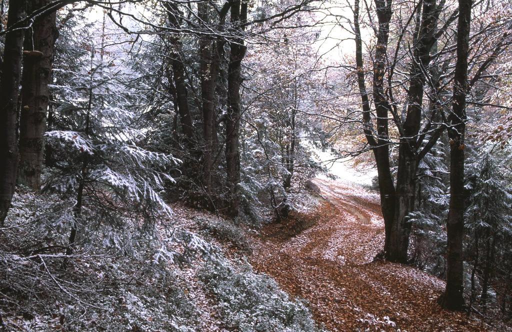 Domek Buflak Nowy Targ Oda fotoğraf